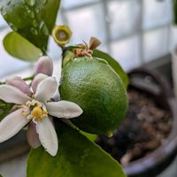 レモン,レモンの花の画像