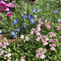 ナデシコ,ネモフィラ,ねめしあ,ねめしあ,鉢植えの画像