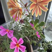 レウィシア,サンブリテニア,北海道,春の訪れ,花っていいねの画像