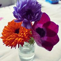 アネモネ,アネモネ,キンセンカの画像