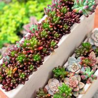 三角葉アカシア,多肉植物,多肉寄せ植え,いつもありがとう♡,誕生日の画像