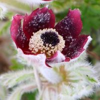 オキナグサ,カワラノオバサン,ど根性カワラノオバサン,山野草,多年草の画像