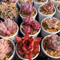 ルエラ,ホワイトカレー,キャラリアン ,ブラック・サバス,ダルピナの画像