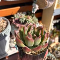 多肉,エケベリア,相府蓮xヒアリナ,多肉植物,ベランダガーデンの画像