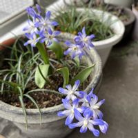 チオノドクサ,ベランダガーデン,球根植物,バルコニー/ベランダの画像