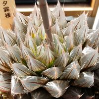 ハオルチア,夕霧楼,多肉植物,ハオルチア属,透明な窓の画像