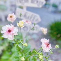 ラナンキュラス,ラナンキュラス・ラックス アリアドネ,ラナンキュラス　ラックス,DIY,ガーデニングの画像