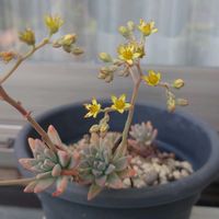 種まき,軒下,プランター栽培,家庭菜園の画像