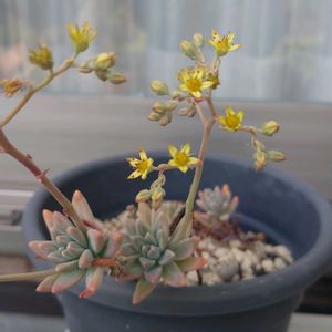 種まき,軒下,プランター栽培,家庭菜園の画像