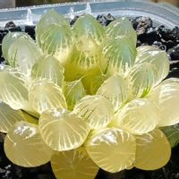 ブラックオブツーサ錦×白蛇伝,ハオルチア属,多肉ちゃん,ボタニカルライフ,ベランダーの画像