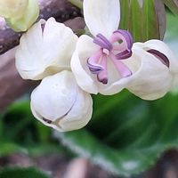 アケビ,ゆっくり散歩道の画像