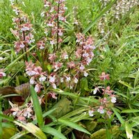 エビネ,キエビネ,明るい日陰,山野草,花のある暮らしの画像
