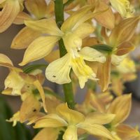 エビネ,エビネ,バーベナ,バーベナ,キエビネの画像