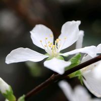 ユスラウメ,白実ユスラウメ,ユスラウメ（梅桃）,花木,白い花の画像