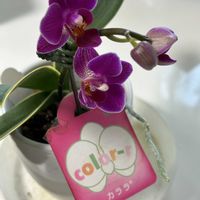 プロテア,ミニ胡蝶蘭カララ,ネイティブ プランツ,セルリア スパーブブラッシュ,オージープランツの画像