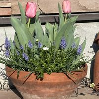 チューリップ,ノースポール,ムスカリ,寄せ植え,春のお花の画像