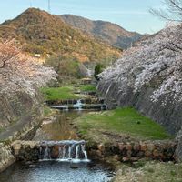 花のある暮らし,朝の散歩道,猫大好き,芦屋川散歩の画像