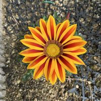 ガザニア,太陽大好きの画像