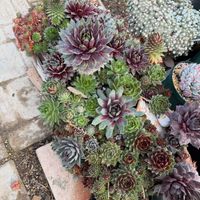 センペルビウム,多肉植物,ガーデニング,センペルビウムの寄せ植えの画像