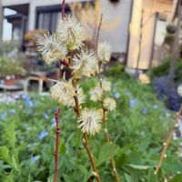 ネコヤナギ,ネコヤナギ  ピンクパール,ガーデニングの画像