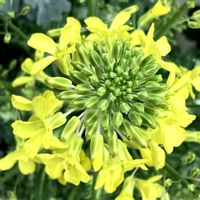 ハボタン,葉牡丹,黄色い花,自然って美しい,庭の画像