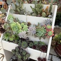 多肉植物,多肉寄せ植え,ガーデニング,マガジンラックリメイク,マガジンラック寄せ植えの画像