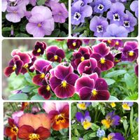 ワスレナグサ,寄せ植え.,こぼれ種,種まきっ子,花咲く乙女たち♡の画像