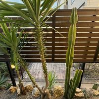 サボテン,ストレリチア,ユッカ,アガベ,ユッカエレファンティペスの画像