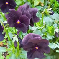 ビオラ ブラック,ハーブ タイム,寄せ植え,鉢植え,地植えの画像