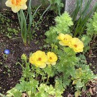 マイブーム,花のある暮らし,大好き♡︎ʾʾ,上品な美しさ♡,チーム福岡の画像