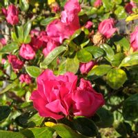 アザレアの画像