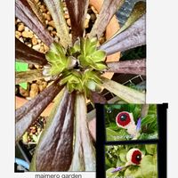 黒法師,アロマティカス,ライムジンジャー,ニチニチ草,善はるちゃんアロマティカスの画像