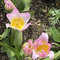 マイブーム,花のある暮らし,大好き♡︎ʾʾ,素敵な出会いに感謝❤️,チーム福岡の画像