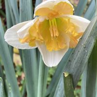 マイブーム,花のある暮らし,大好き♡︎ʾʾ,素敵な出会いに感謝❤️,上品な美しさ♡の画像