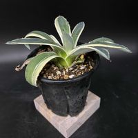 多肉植物,観葉植物,アガベ属,珍奇植物,ビザールプランツの画像