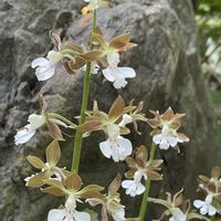 エビネ,カリン,クンシラン,ハナミズキ,#最前線のあなたへの画像