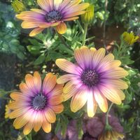 ポリゴナム（ヒメツルソバ）,オステオスペルマム,チューリップの芽,癒される,花のある暮らしの画像