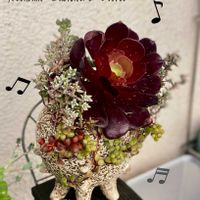 カシミアバイオレット,多肉植物,多肉寄せ植え,アエオニウム,アエオニウム属の画像