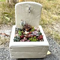 多肉,月兎耳,月兎耳,多肉植物の画像