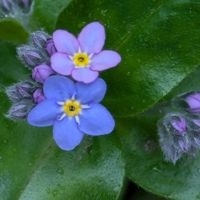 ワスレナグサの画像