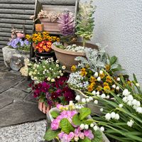 スノーフレーク,葉牡丹,プリムラ　ジュリアン,花かんざし,ビオラ タイガーアイの画像