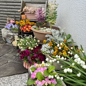 スノーフレーク,葉牡丹,プリムラ　ジュリアン,花かんざし,ビオラ タイガーアイの画像