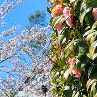 サザンカの画像