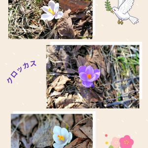 クロッカス,コブシ,真駒内アイスアリーナ,沢煮椀の画像