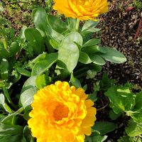 キンセンカ,春がきたね〜♫,マイガーデン,花壇の花,武器ではなく花をの画像