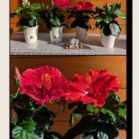 ハイビスカス,ハイビスカス ロングライフ,シーサー祭,金曜日の蕾たちの画像