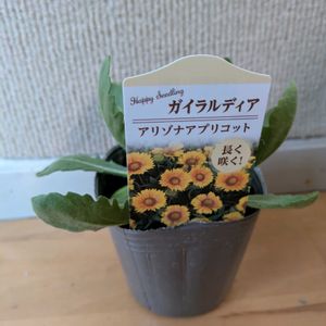 雑草,日記,こぼれ種,自己流,無農薬の画像