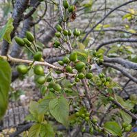 サクランボ,佐藤錦,さくらんぼ(ナポレオン),桜(さくら)リレー,庭の画像