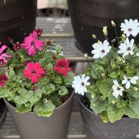 セネッティ　スカーレット,セネッティ　ホワイトレッドアイ,セネッティ,サントリー フラワーズ,花と生きるサントリーの画像