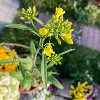 ハーブ,野草,いつもありがとう♡,ありがとう,ハーブのある暮らしの画像